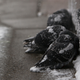 Image for article titled How cold is North America this week? Picture this
